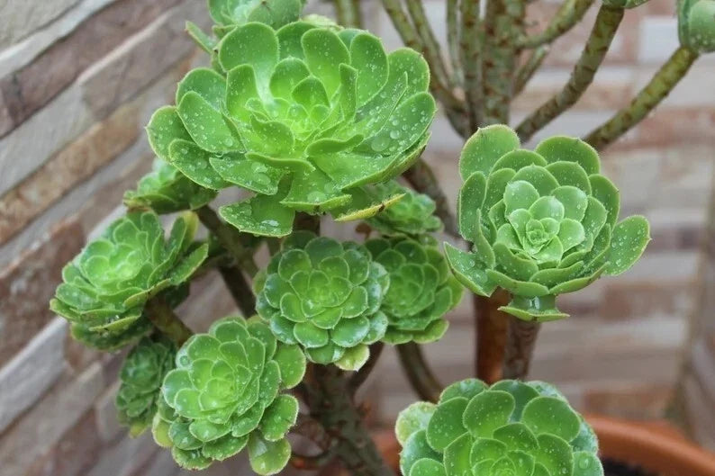 Aeonium Seed Mix - 100 Seeds Succulent Collection for Indoor & Outdoor Gardening, Rosette Varieties, Drought-Tolerant, Aeonium spp.