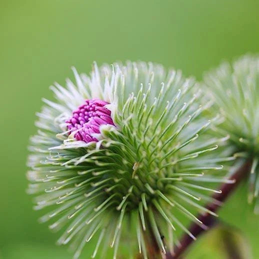 Organic Burdock Seeds Pack – Edible Herb, Arctium lappa, Non-GMO, 50+ Seeds for Culinary & Herbal Use