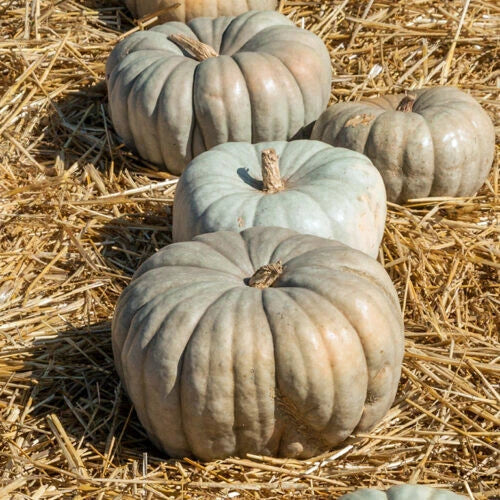 Jarrahdale Pumpkin Seeds - Pack of 25+ Heirloom Cucurbita maxima for Garden Planting, Blue-Green Pumpkins, Heirloom Variety