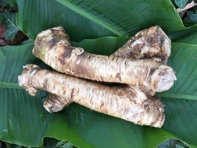 Bareroot Horseradish Root 2 lbs – Armoracia rusticana – Easy to Grow, Fresh, Hardy Perennial for Culinary Use