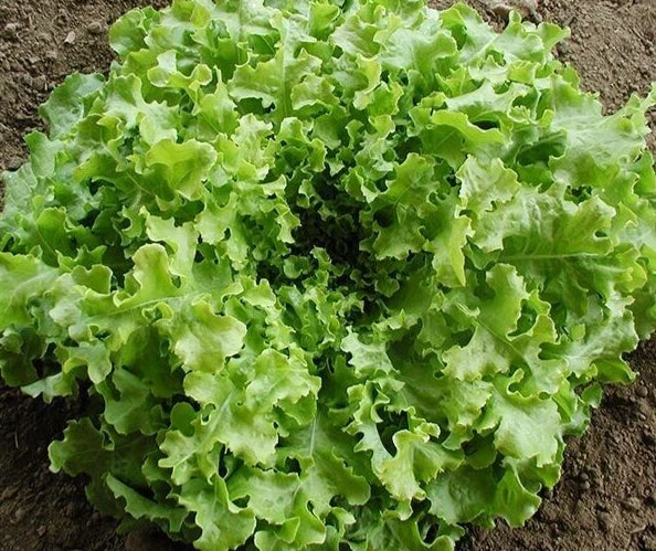 Fresh Salad Bowl Leaf Lettuce Seeds 4g Organic Heirloom Lactuca sativa