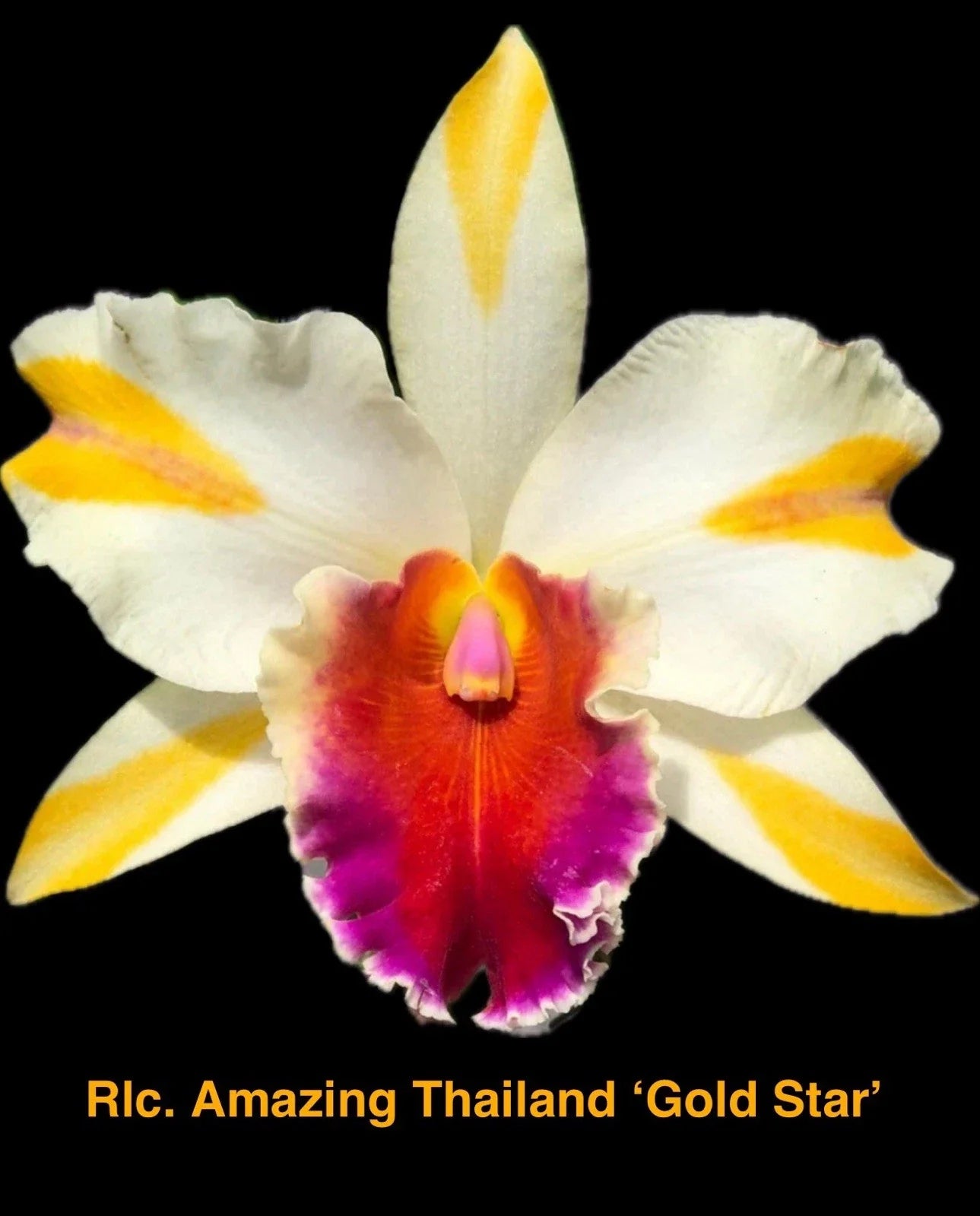 Rhyncholaeliocattleya Orchid Plant 4" Amazing Thailand Gold Star Blooming Orchid for Home Decor