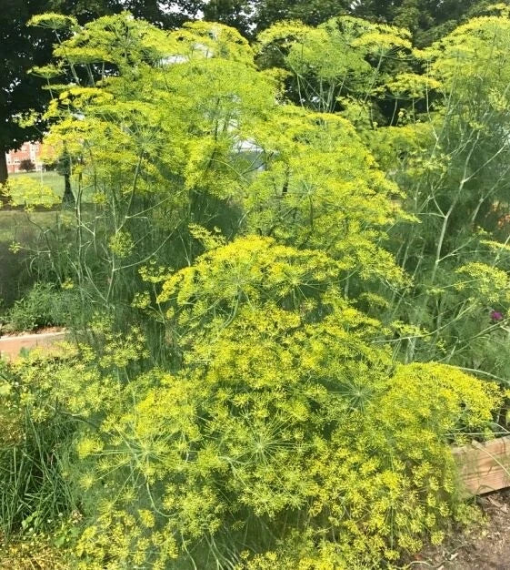 Long Island Mammoth Dill Seeds - Organic Heirloom Non-GMO Anethum graveolens - Pack of 200+ Seeds