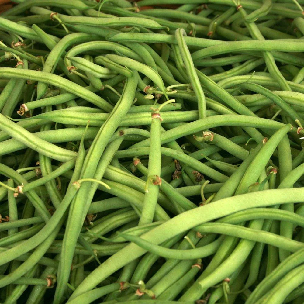 Kentucky Wonder Green Bush Bean Seeds 50 Ct Heirloom NON-GMO Phaseolus vulgaris