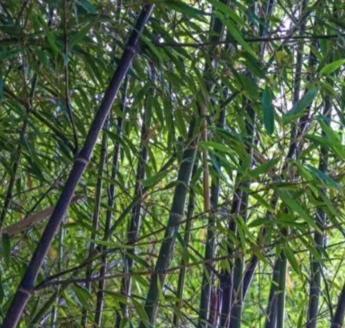 Black Bamboo Rhizome Starter Plant - Phyllostachys Nigra - Live Bare Root for Gardens & Landscaping