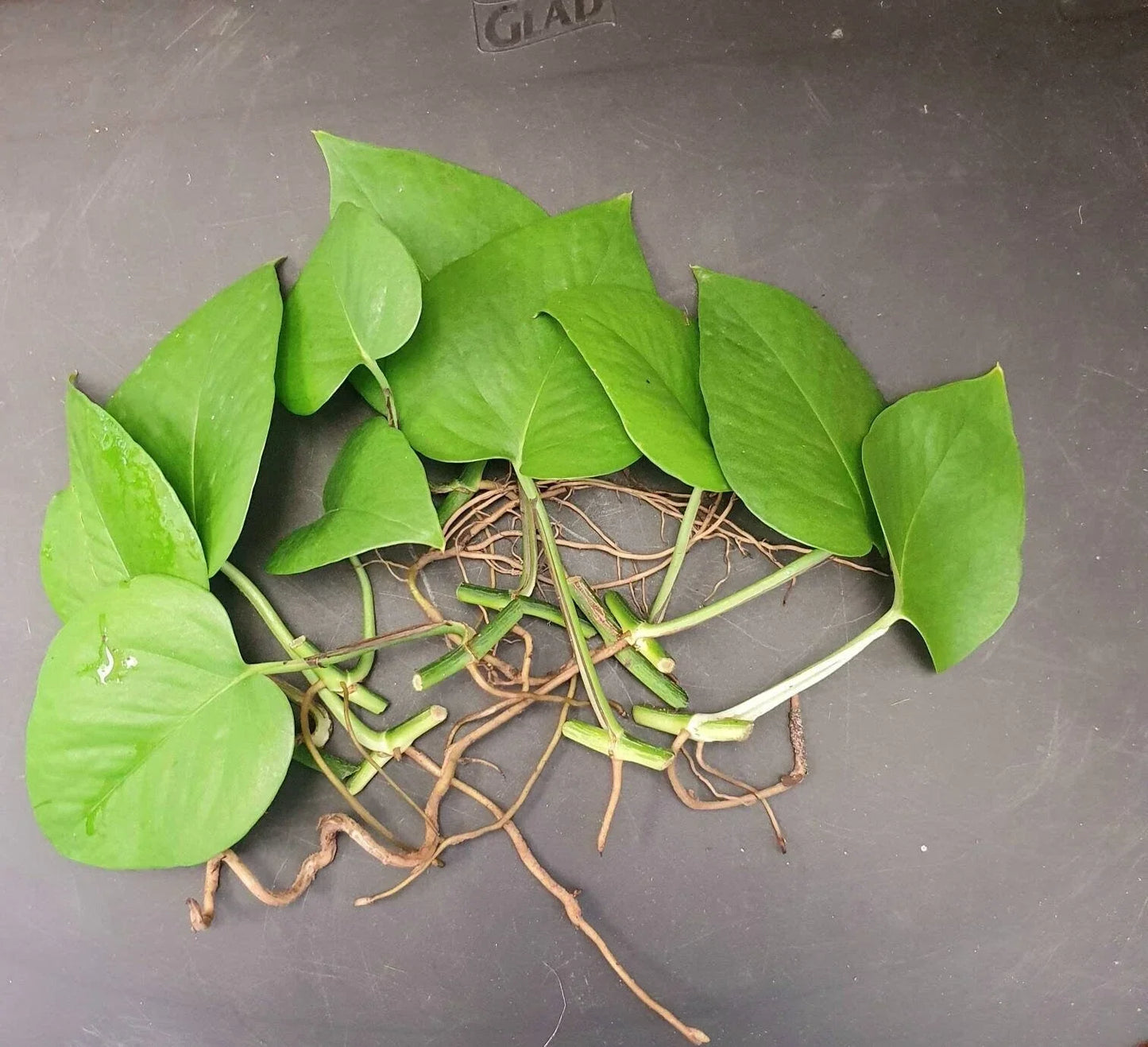 Jade Pothos Cuttings - 10 Leaves with Nodes and Air Roots | Epipremnum aureum Air Purifier Plant