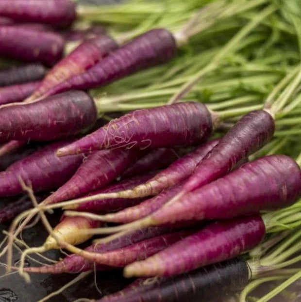 Carrot Seeds - Cosmic Purple Heirloom Variety - 200 Seeds - Unique Vegetable for Home Gardening - Daucus carota