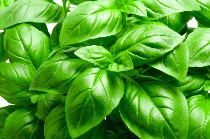 Basil Seeds 200+ Non-GMO Heirloom Italian Large Leaf Herb - Ocimum basilicum, Culinary, Organic, Fast Shipping