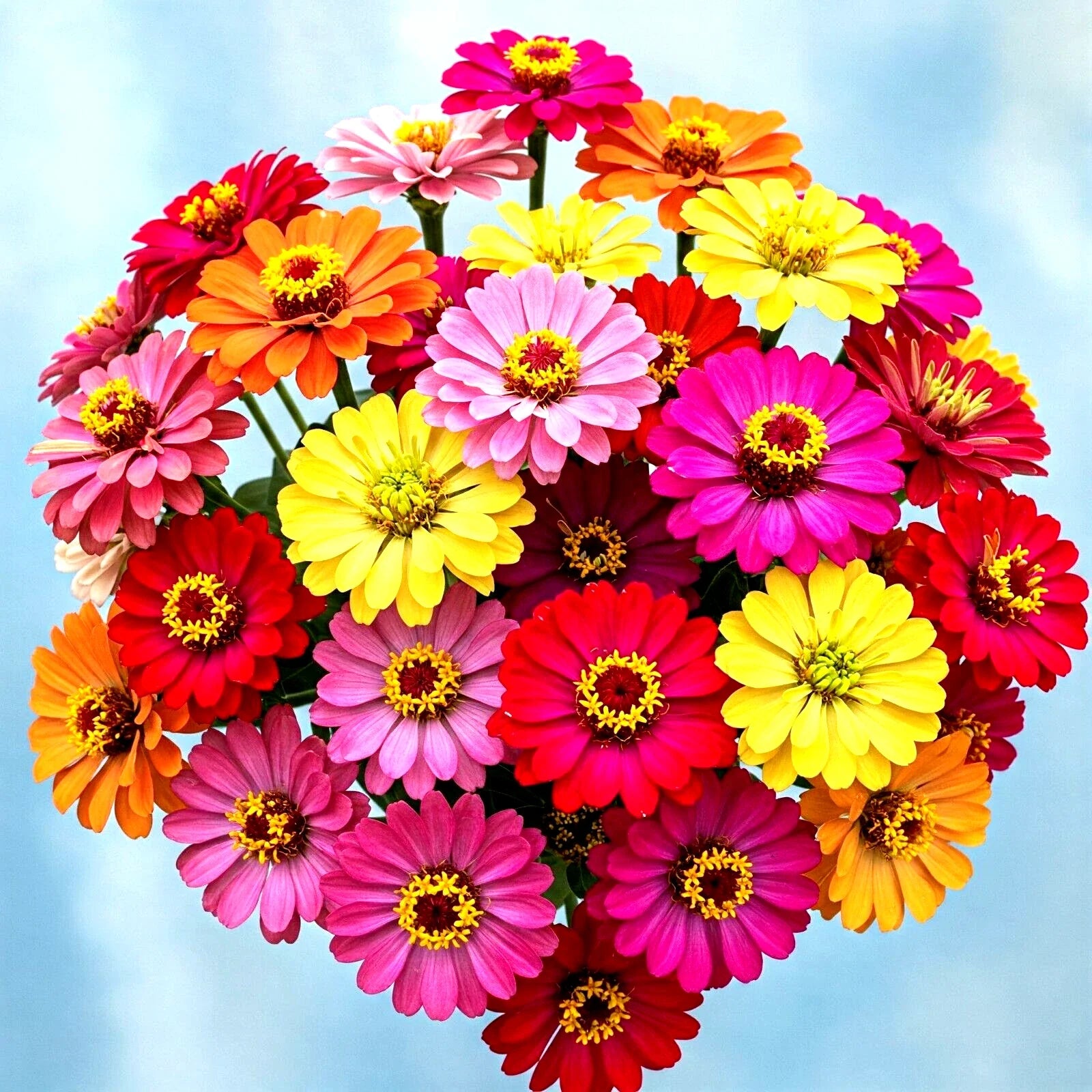 Zinnia Seeds - 300+ Count Autumn Mix - Hummingbird & Butterfly Attracting - Zinnia elegans - Fast Germination