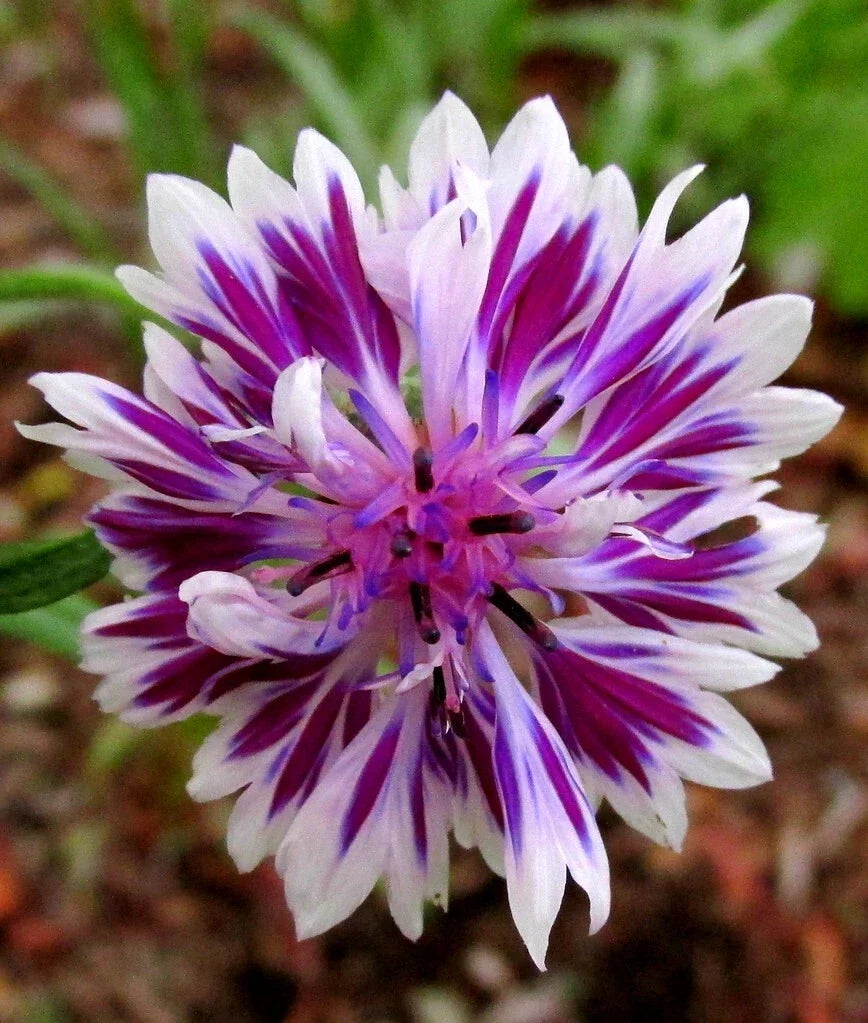 Purple Bachelor's Button Seeds - 50 Annual Flower Seeds - Centaurea cyanus - Bright Purple Blooms for Gardens & Pollinators