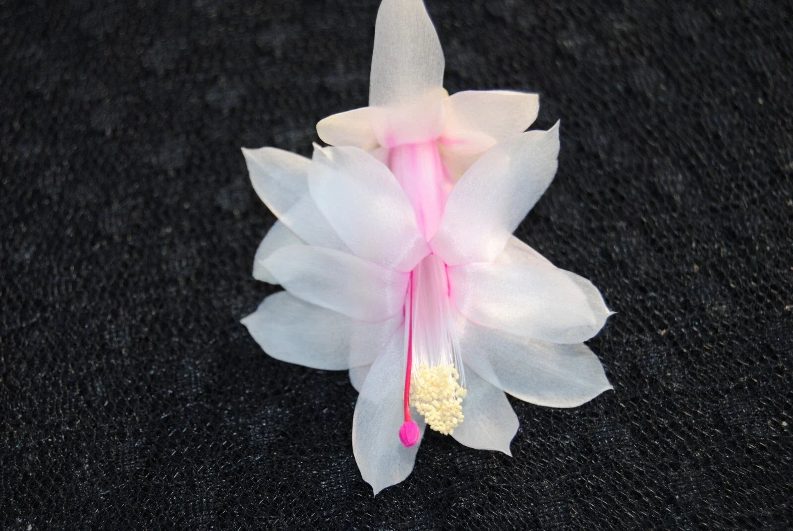 Christmas Cactus Starter Plant - Small Schlumbergera Truncata Epiphytic Houseplant for Gifts and Decor