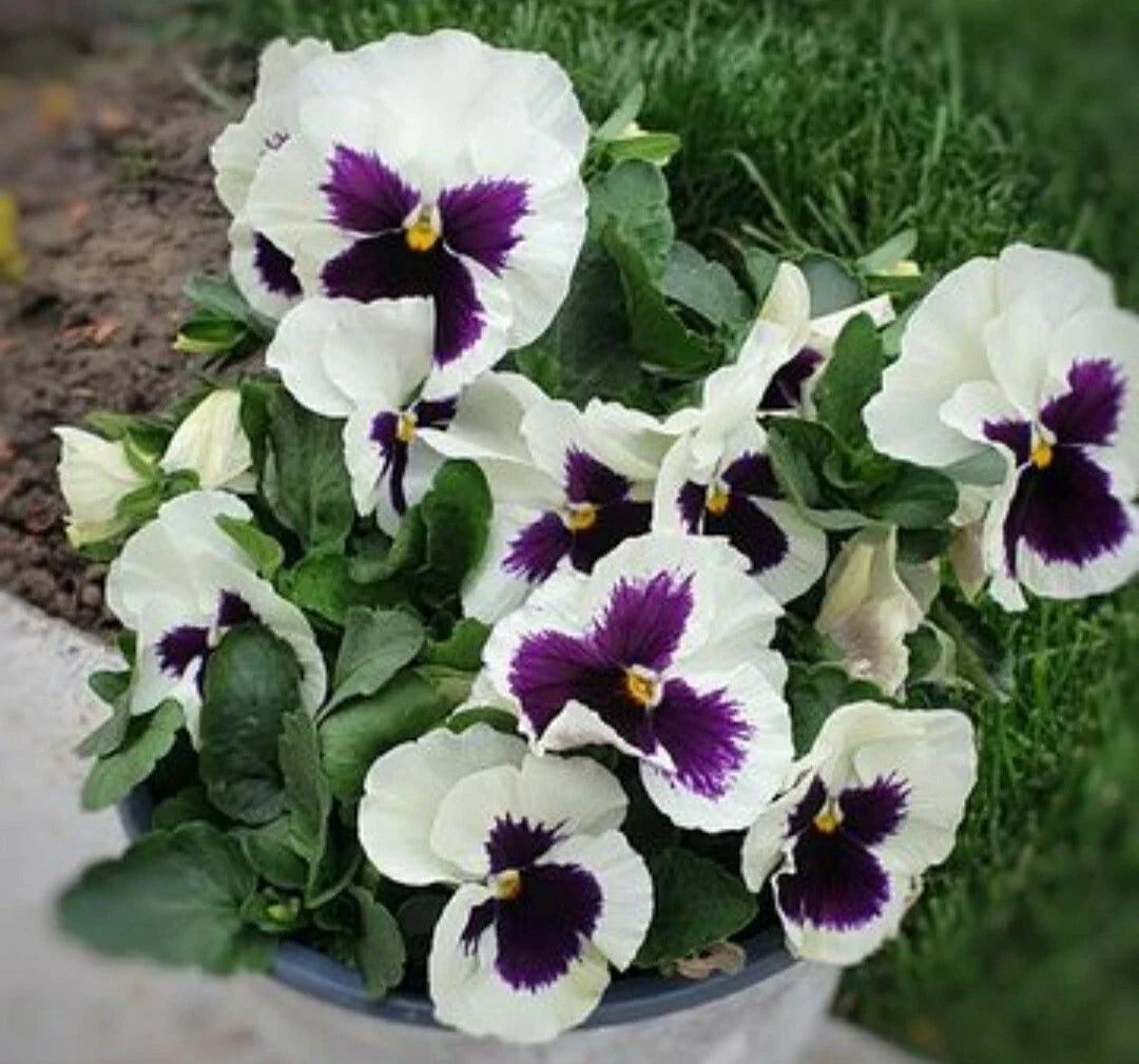 Pansy Flower Seeds - Silverbride Variety, Viola tricolor, 50 Pack, Annual Garden Seeds for Containers & Borders