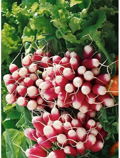 French Breakfast Radish Seeds - Heirloom Raphanus sativus, 200 Seeds for Gardening, Fast-Growing, Cool-Season, Container-Friendly