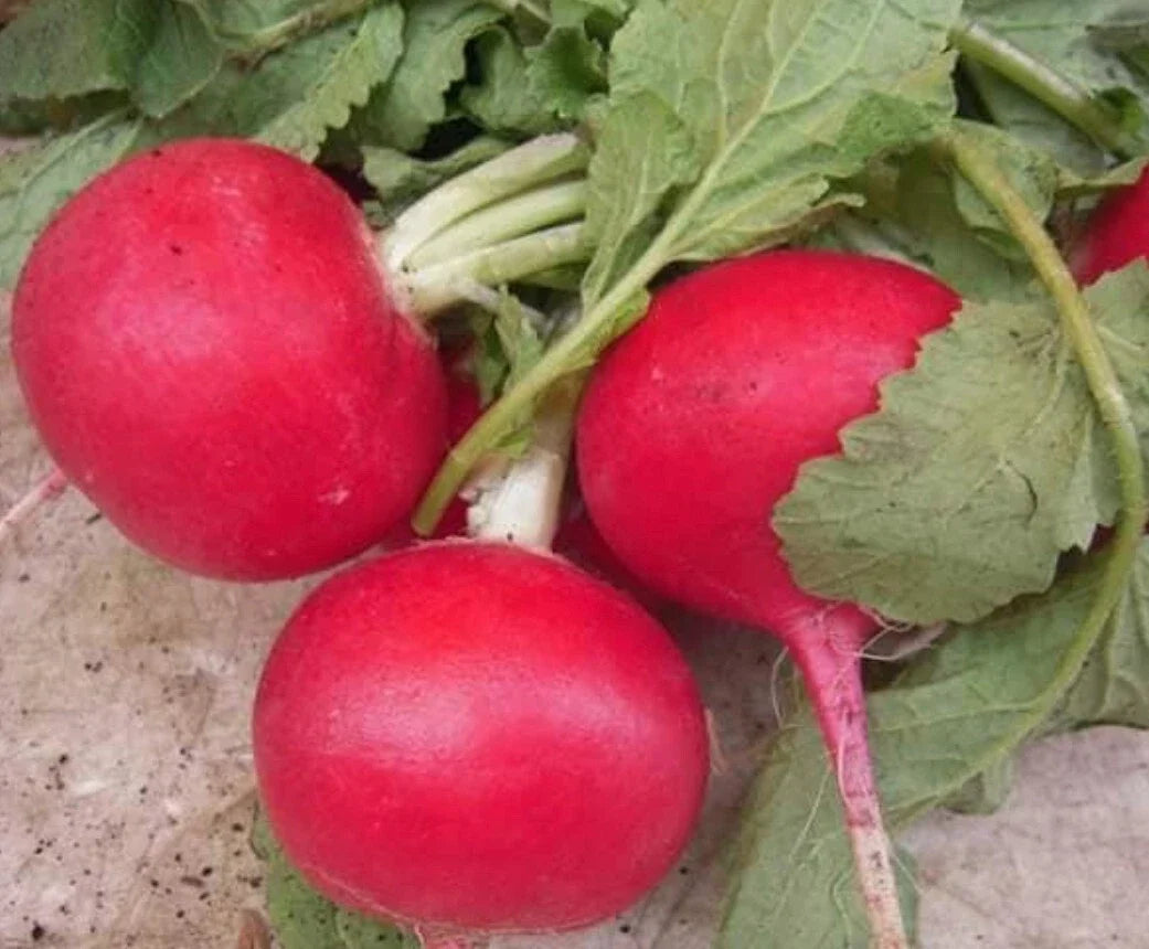 Crimson Giant Radish Seeds – Vegetable Seeds for Garden Planting – Raphanus sativus – Fast-Growing, Non-GMO, Crunchy Radishes