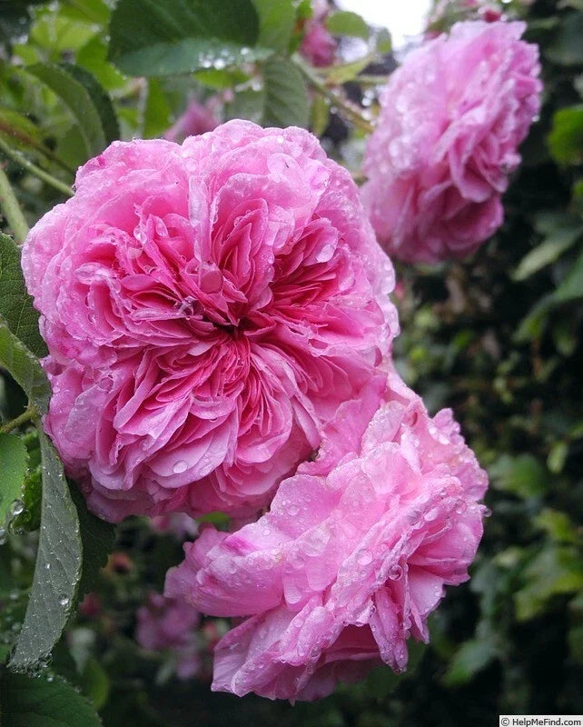 Duc de Cambridge Rose Bare Root Plant - 2 Year Old Pink Fragrant Bloom Rosa 'Duc de Cambridge'