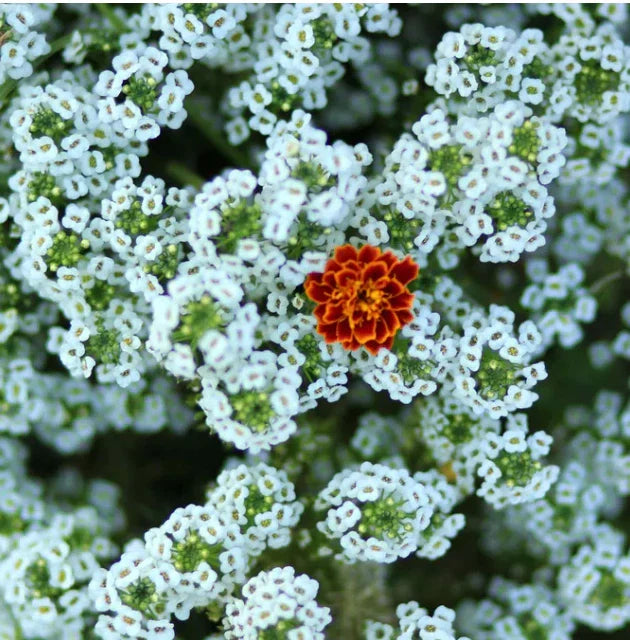 Sweet Alyssum Seeds - Tall White Tender Perennial Heirloom - Non-GMO - 1000 Seeds