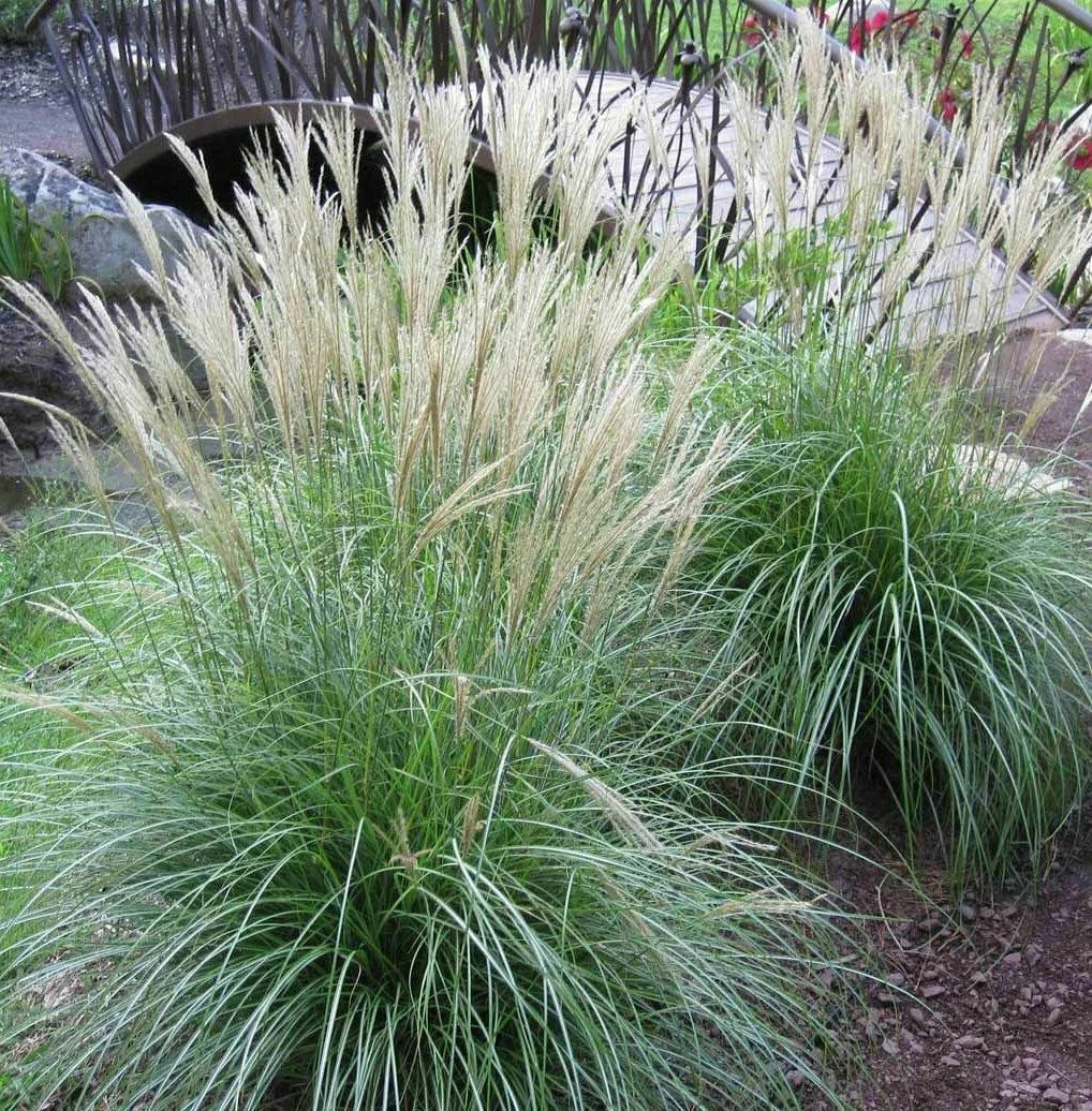 Adagio Maiden Grass Seeds - 20 Seeds - Ornamental Miscanthus sinensis 'Adagio' for Landscaping