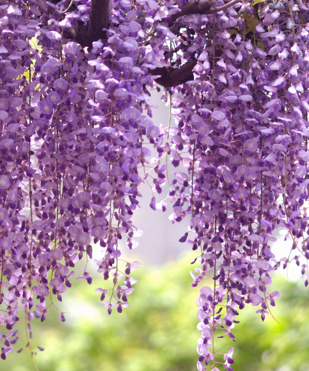 Chinese Wisteria Live Starter Plants - Purple, 4-5 Inches, 2 Plants per Order