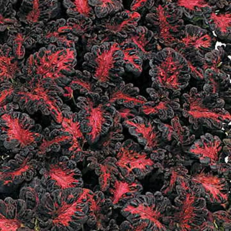 Black Dragon Coleus Seeds - 40 Count, Vibrant Dark Foliage, Plectranthus scutellarioides, Indoor & Outdoor Gardening