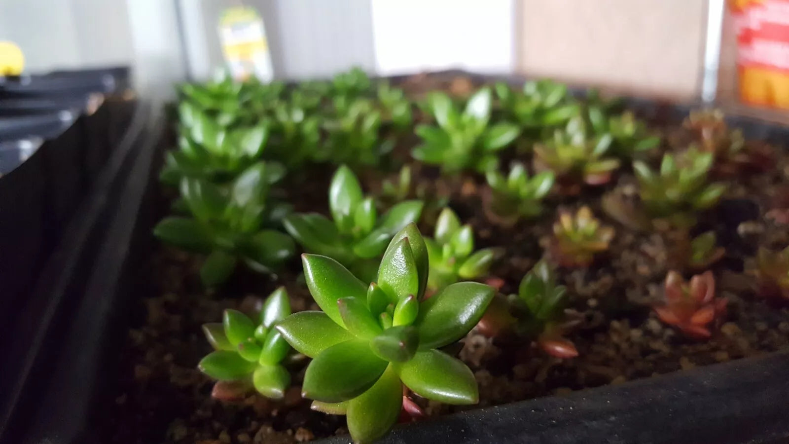 Succulent Leaf Cuttings 50 PCS Mixed Varieties for Rooting – Echeveria, Jade Plant, Sedum, Graptopetalum, Kalanchoe