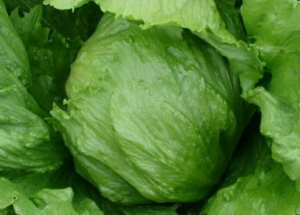Iceberg Lettuce Seeds 1000+ Seeds - Crisp Head Variety for Vegetable Gardens