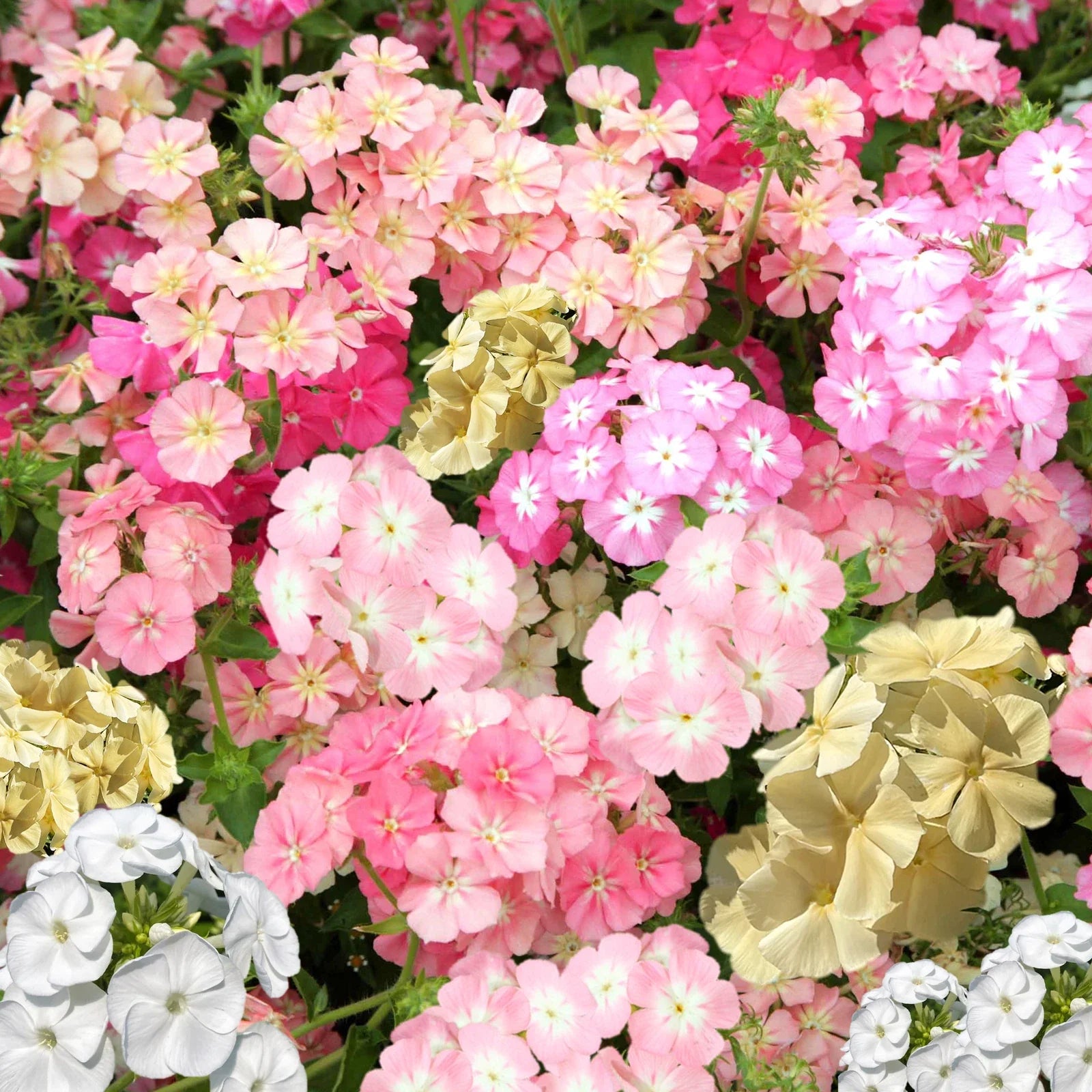 Phlox Seeds - Pastel Mix - Drummondii Annual Flower for Borders & Containers - Scientific Name: Phlox drummondii