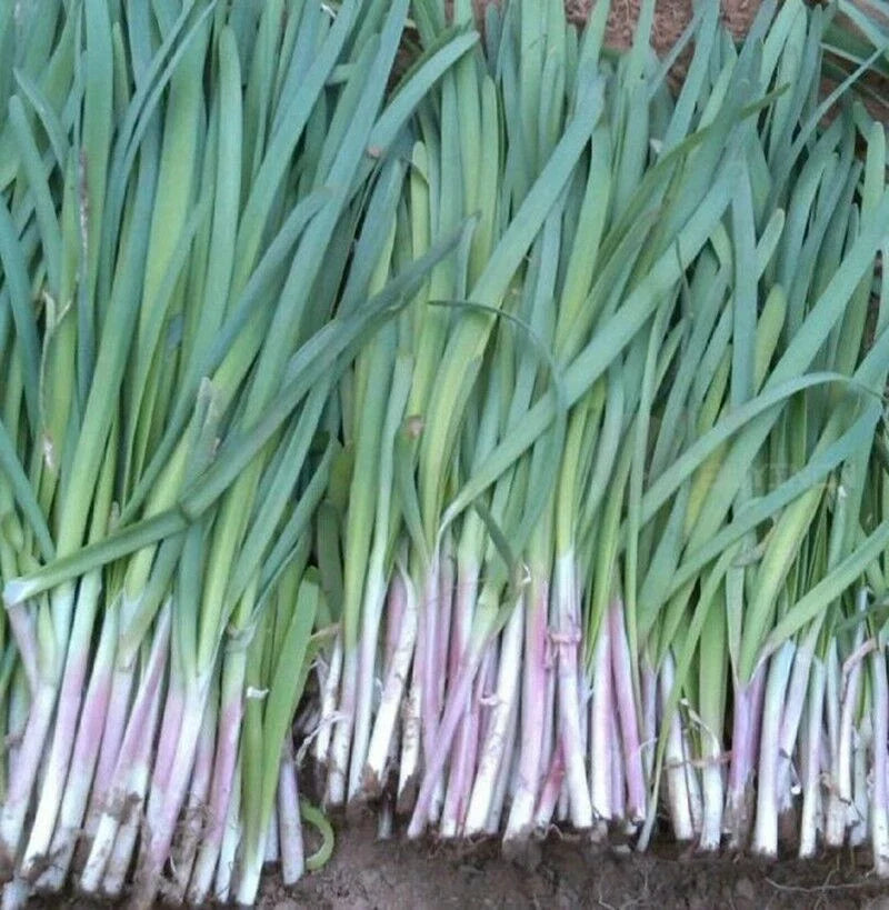 Garlic Chives Seeds - 200+ Fragrant Purple Variety Allium tuberosum for Culinary Gardens & Herb Growing