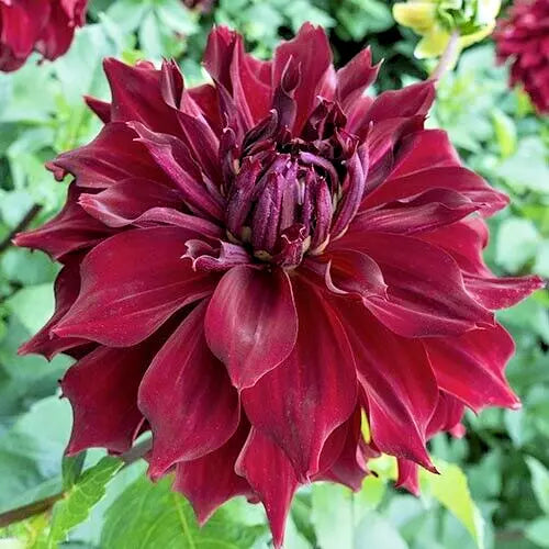 Dahlia Mingus Alex Tuber - Deep Red Double Ruffle Flower Plant Bulb for Garden, Full Sun, Easy to Grow