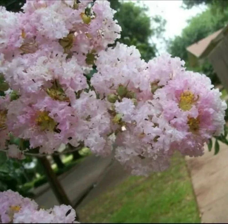 Pale Pink Cape Myrtle Seeds | Lagerstroemia indica | Perennial Flowering Tree Seeds for Garden Borders & Pollinators