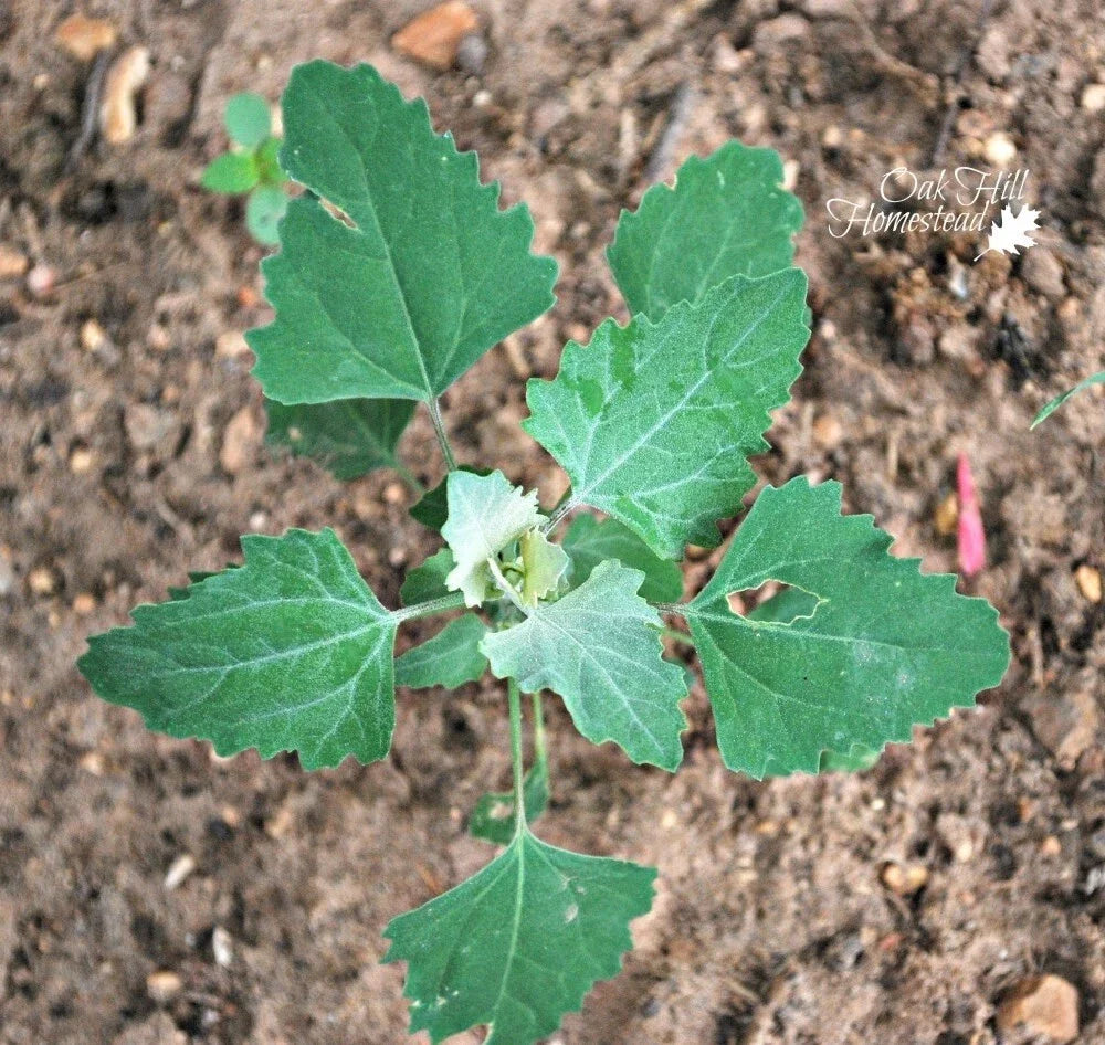 Set of 3 Live Edible Herb Plants - Lamb's Quarters, Wild Spinach, Pigweed Chenopodium album