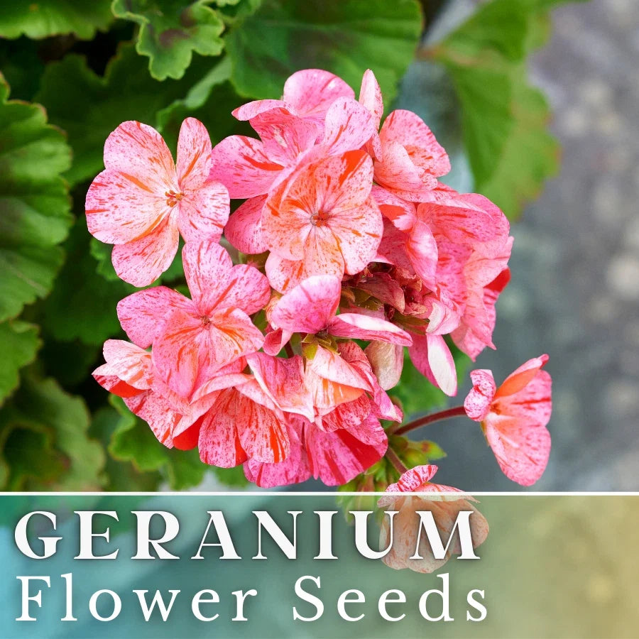 Geranium Seeds - Creamsicle Burst - Fragrant Orange and Cream Flowers - Pelargonium spp. Non-GMO Seed Packet