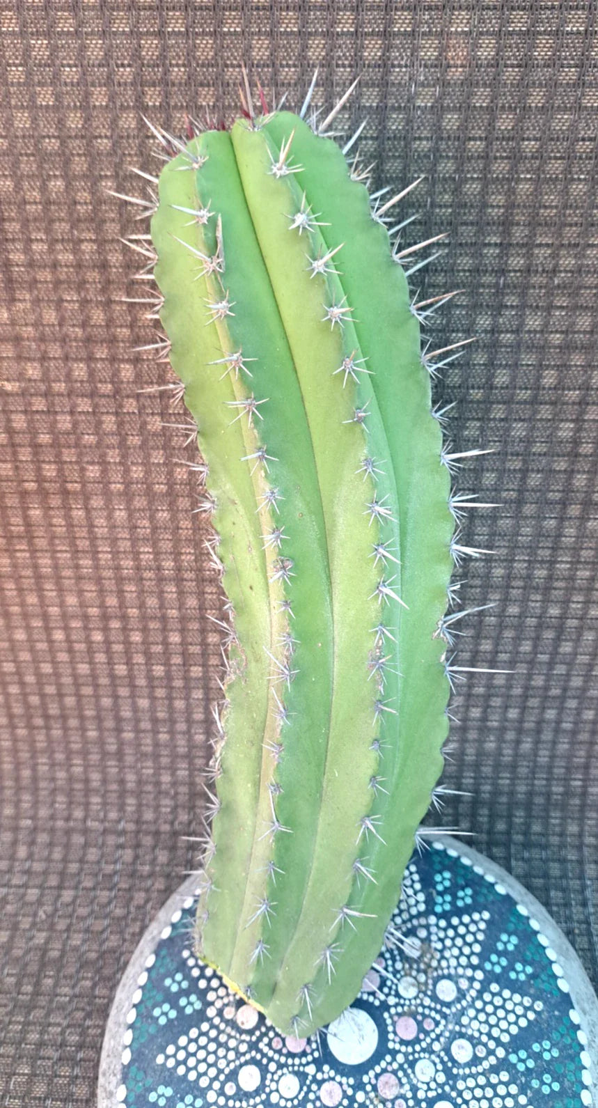 Polaskia Chichipe Cactus Cutting - 12 Inch Succulent Plant - Rare Cactus Variety for Indoor and Outdoor Decor