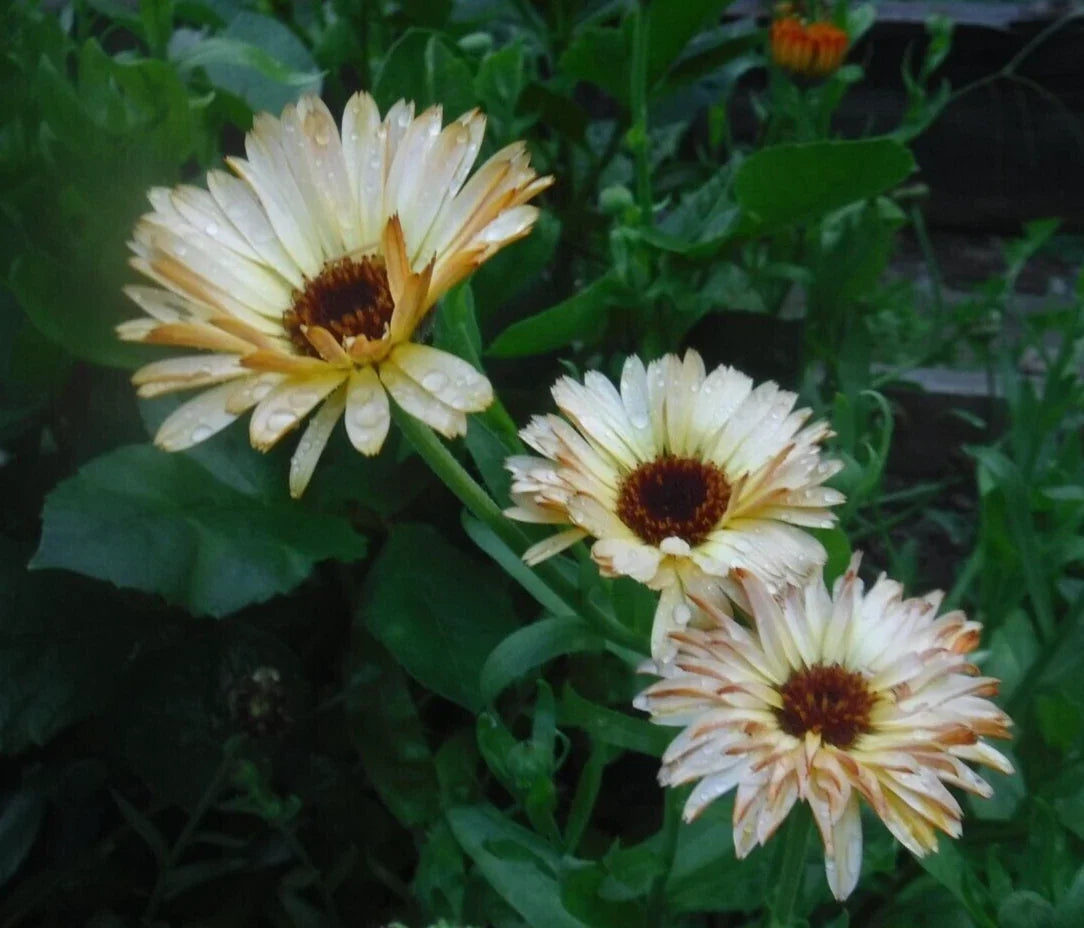 Calendula Seeds - 35+ Mixed Varieties - Vibrant Blooming Flowers - Calendula officinalis Seed Packet
