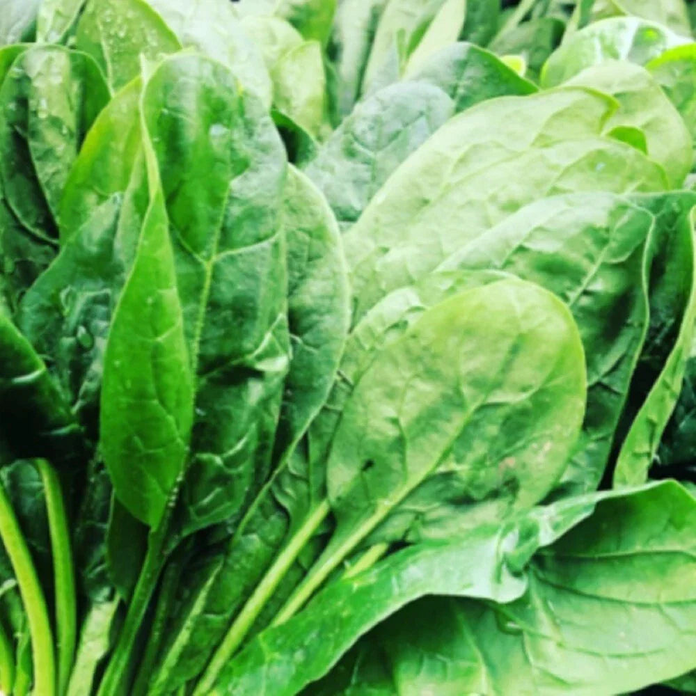 Carmel Spinach Seeds | F1 Hybrid Spinacia oleracea | Fresh Garden Seeds