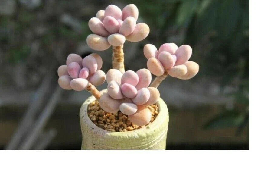 Mixed Succulent Seeds - Rare Lithops Living Stones Cactus - 50 Seeds