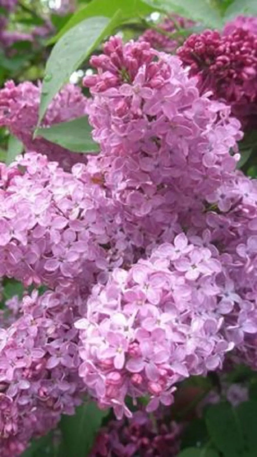 Heather Lilac Seeds - 25 Pack, Fragrant Perennial Flower, Calluna vulgaris, Lavender-Purple, Full Sun, Easy to Grow