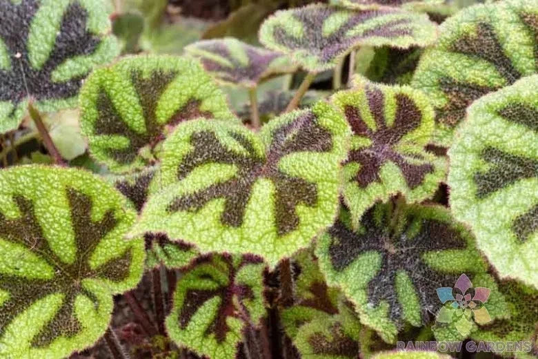 Iron Cross Begonia Seeds 25+ | Begonia masoniana | Vibrant foliage, ornamental plant, indoor outdoor gardening
