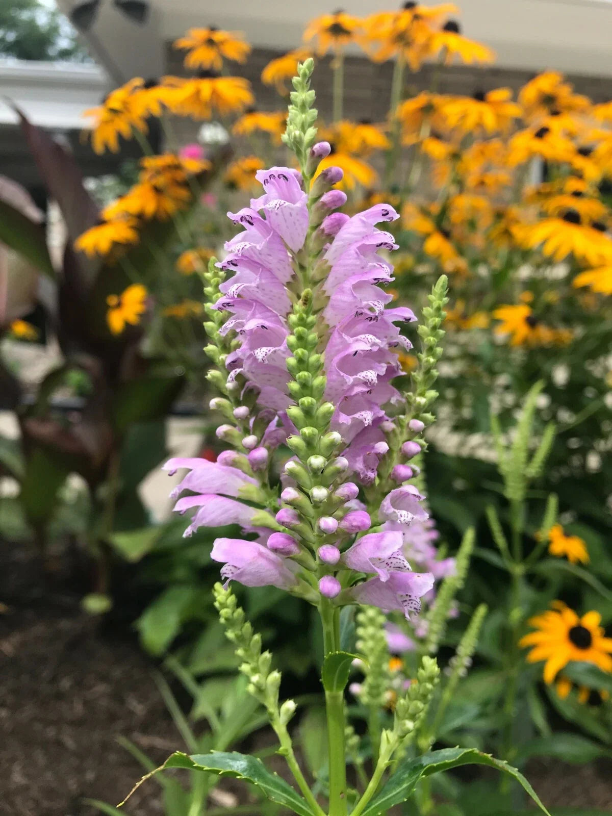 10 Live Obedient Plants Bare Roots - Physostegia virginiana Lavender Flowers Perennials for Garden