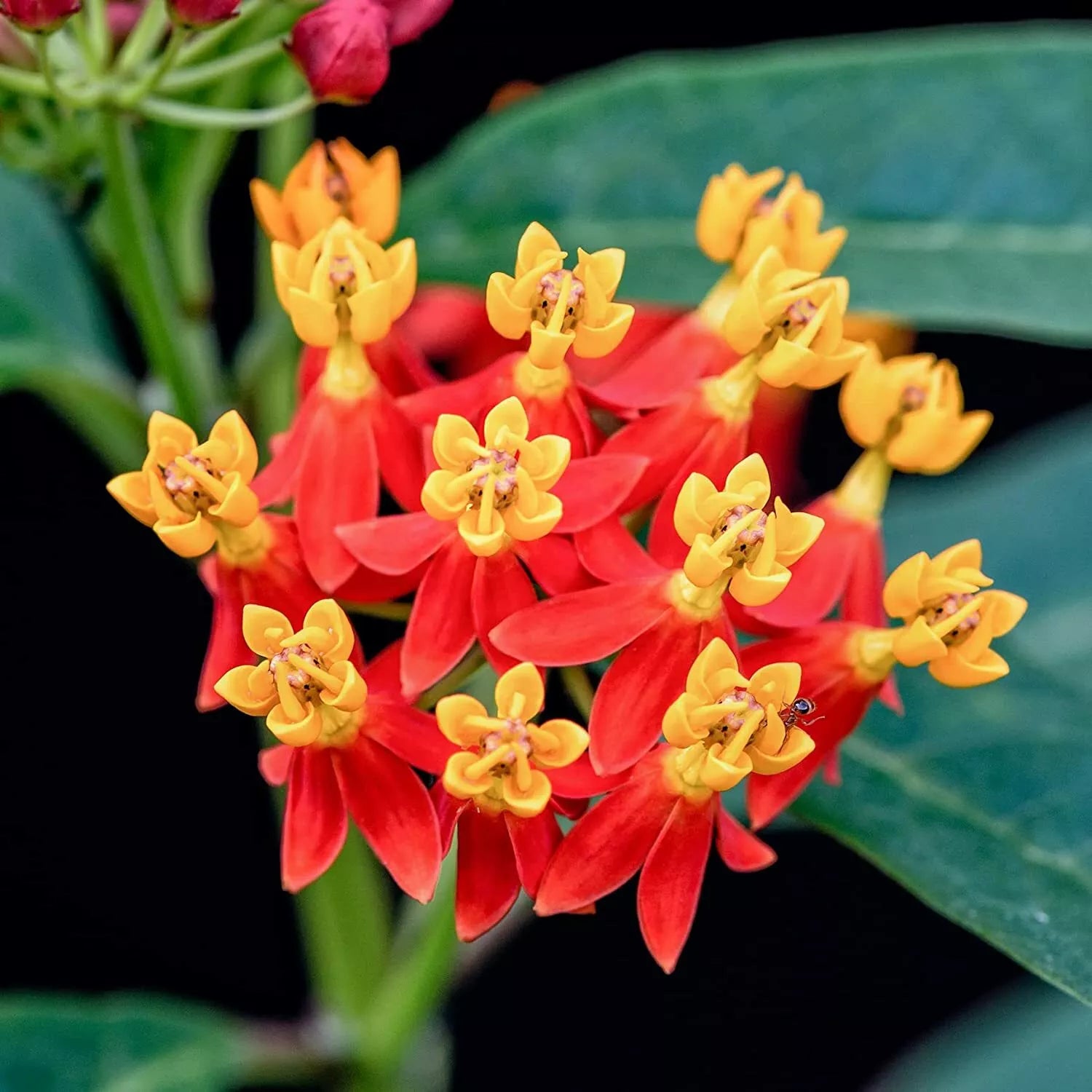 Blood Flower Milkweed Seeds - 25 Pack - Monarch Butterfly Host Plant - Asclepias curassavica