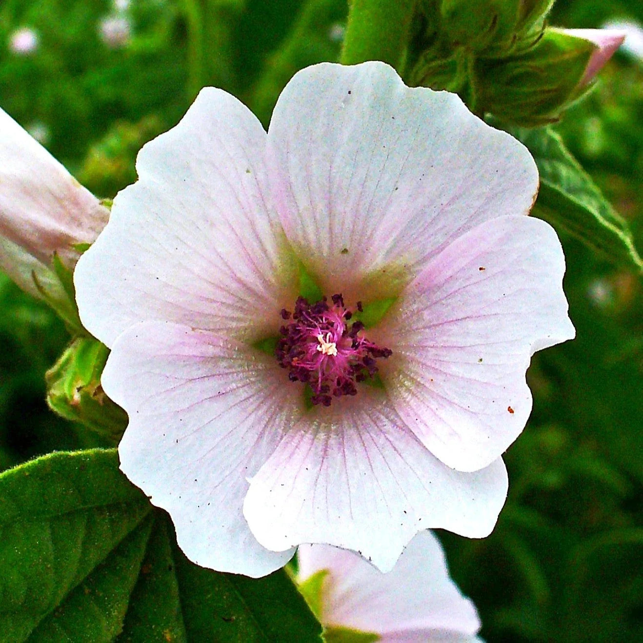 Marshmallow Plant Seeds - Medicinal Rose-Flower Althaea officinalis, Perennial Herb for Garden or Containers