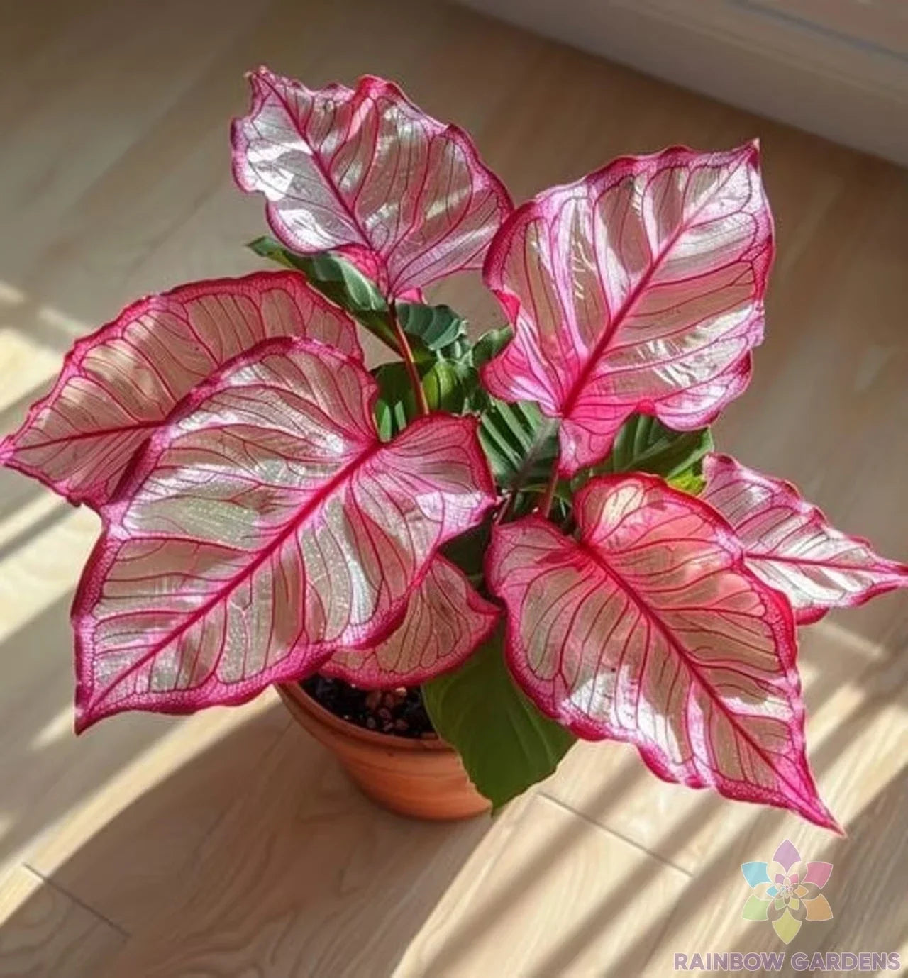 Pink Edged Coleus Seeds - Solenostemon scutellarioides - Garden Planting Pack of 25+ Seeds