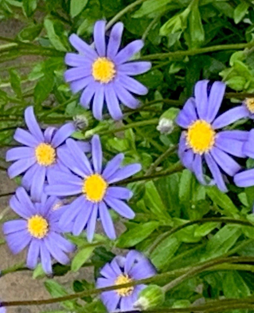 Blue Daisy Seeds 200+ Felicia Flower Seeds for Garden, Full Sun, Easy Care, Attracts Pollinators