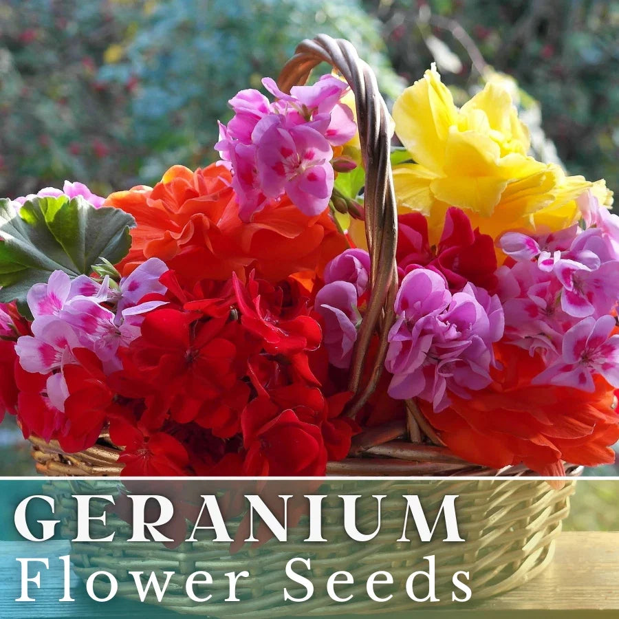 Geranium Seeds - Luster Mix - Fragrant Flower Seeds - Non-GMO Pelargonium spp. - 100+ Premium Garden Seeds