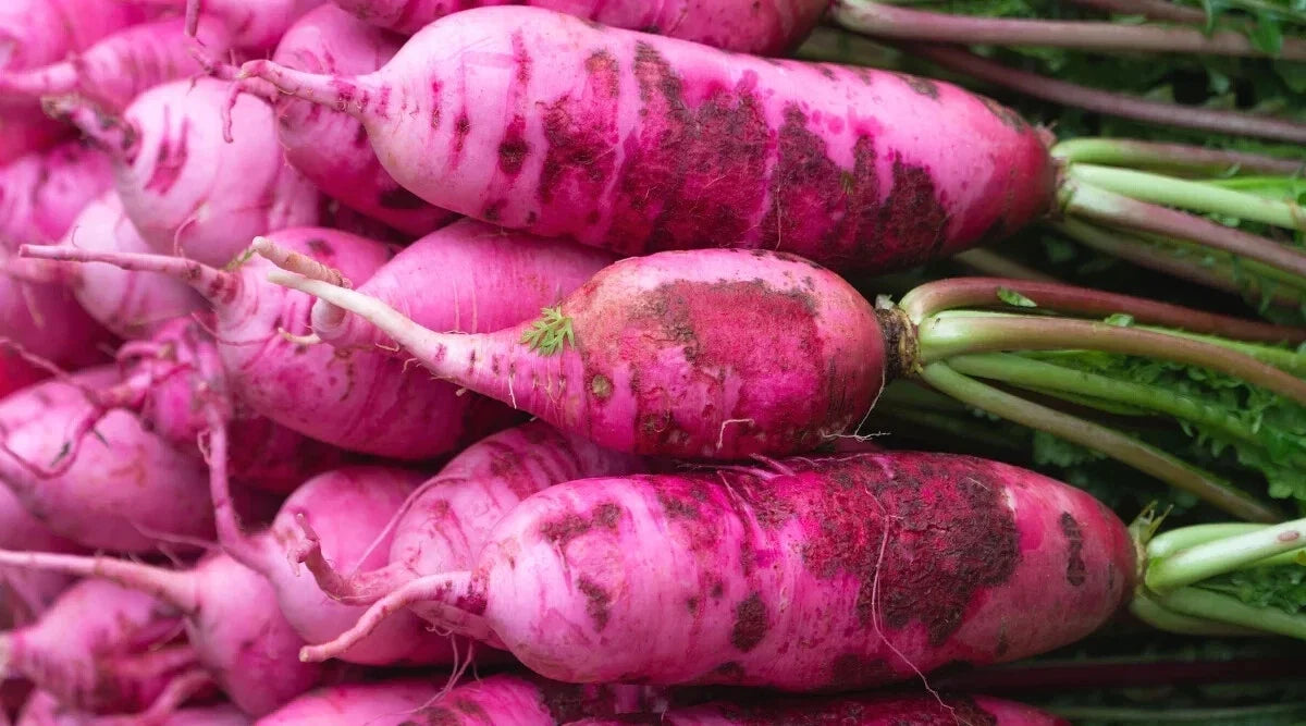Pink Summercicle Radish Seeds - 500+ Pack Non-GMO Raphanus sativus for Garden Planting, Fast-Growing, Full Sun, USA Grown