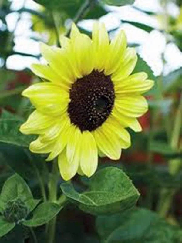 Sunflower Seeds 500 Count Lemon Queen Variety Bright Yellow Blooms Helianthus annuus