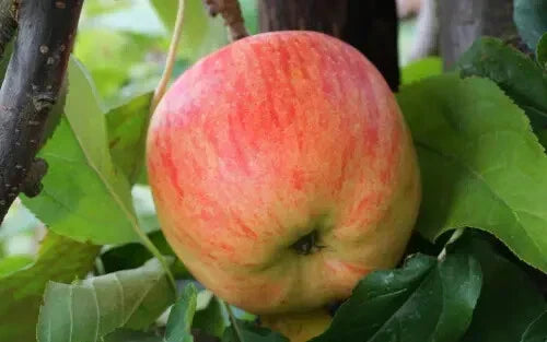 25+ Estivale Apple Seeds - Delbarestivale Variety - USA Grown Apple Seeds