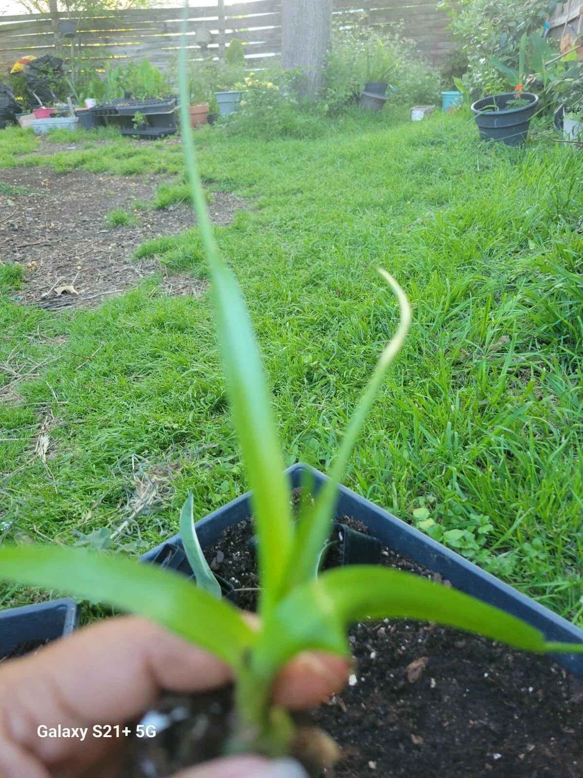 Money Plant - Pregnant Onion Starter Plant - Albuca bracteata Indoor Houseplant - Prosperity Symbol