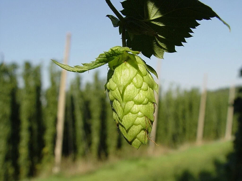 Kirin II Hops Bine Live Plant 4" Pot, Perennial Humulus lupulus for Homebrewing & Garden