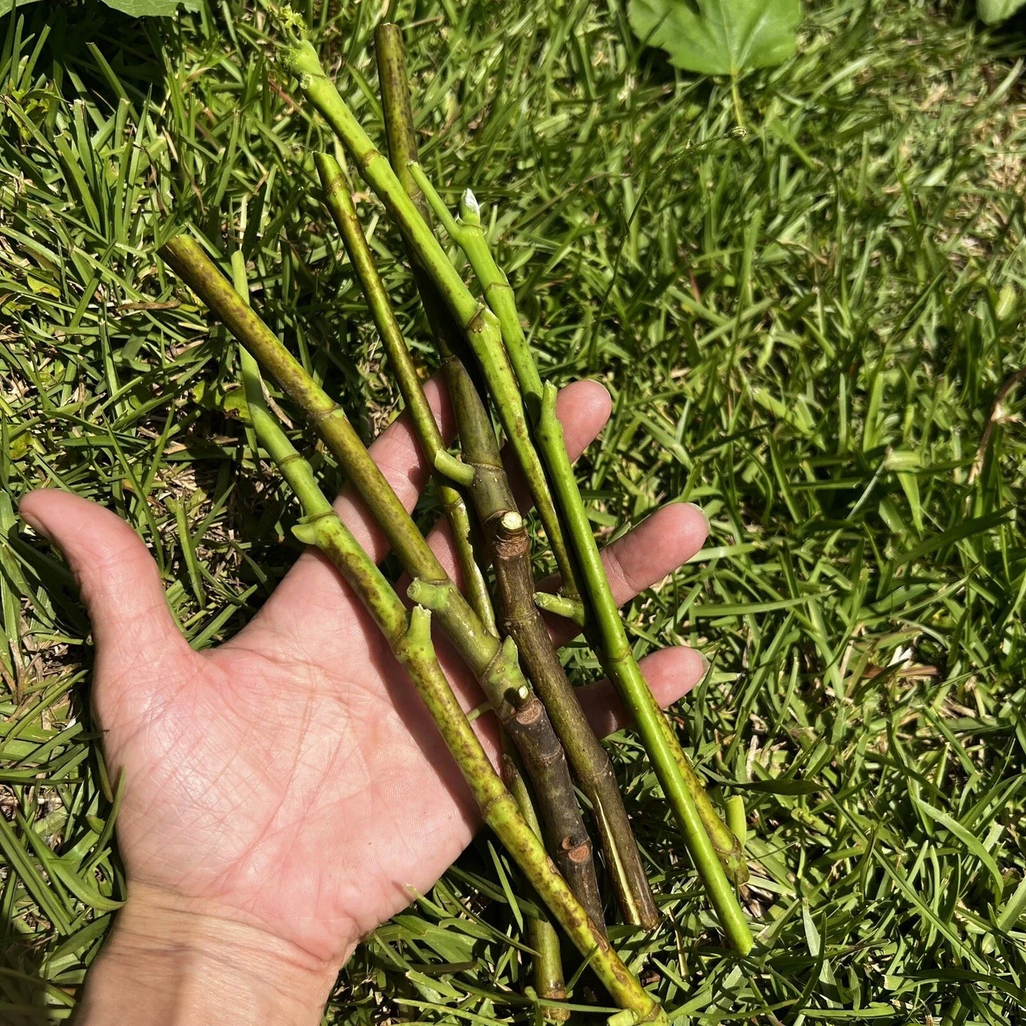 Fig Tree Cuttings – 7 Organic Ficus carica Fruit-Bearing Propagation Material for Gardening