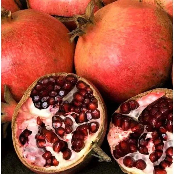 Punica Granatum Pomegranate 6" Live Plant Cuttings, Organic Perennial, Fast-Growing, Multicolor Leaves, Fruit Tree for Outdoor Garden